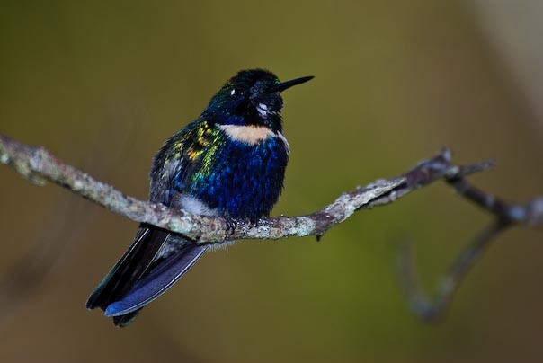 Colibrí Colaceleste - ML133630801