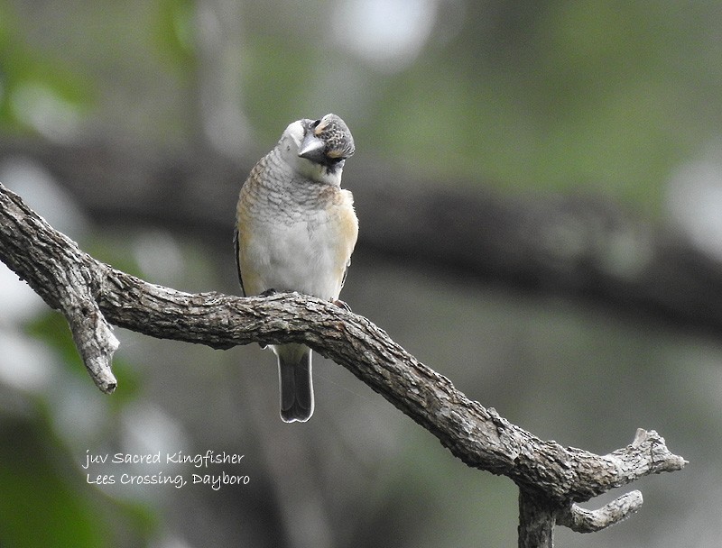 Sacred Kingfisher - ML133631471