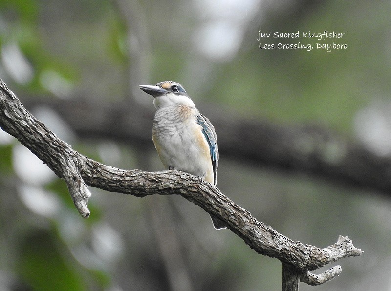 Sacred Kingfisher - ML133631481