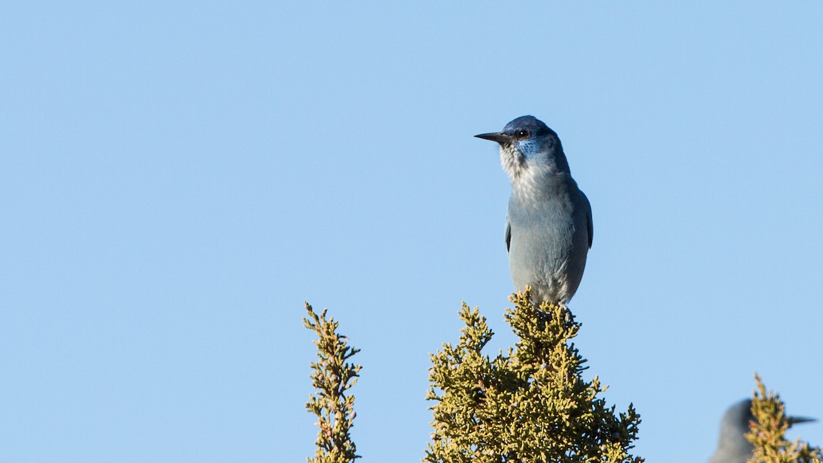 Pinyon Jay - ML133631791