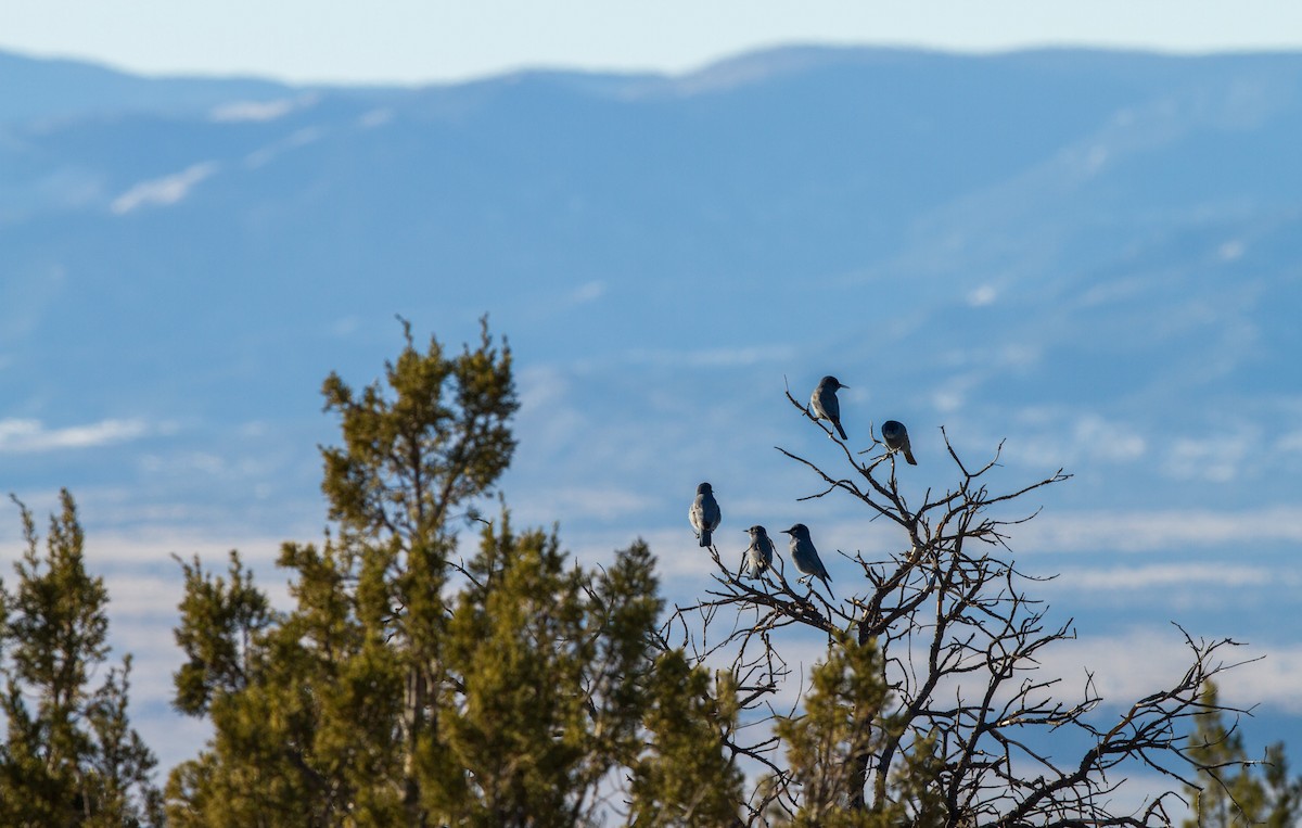 Pinyon Jay - ML133631821