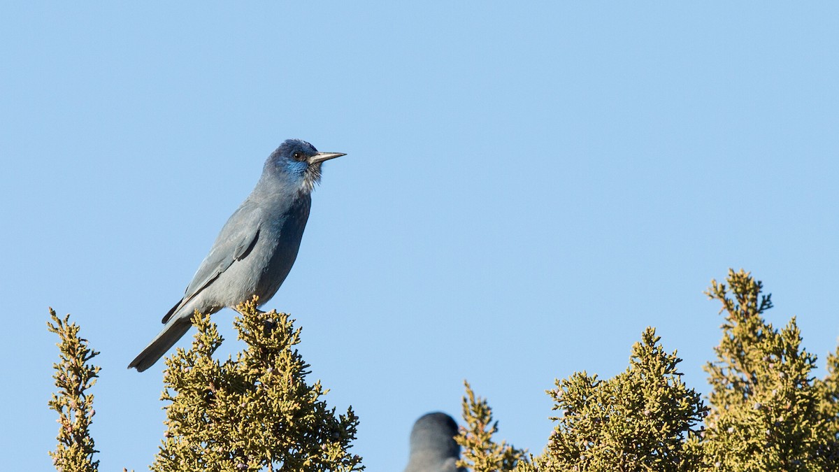 Pinyon Jay - ML133631841