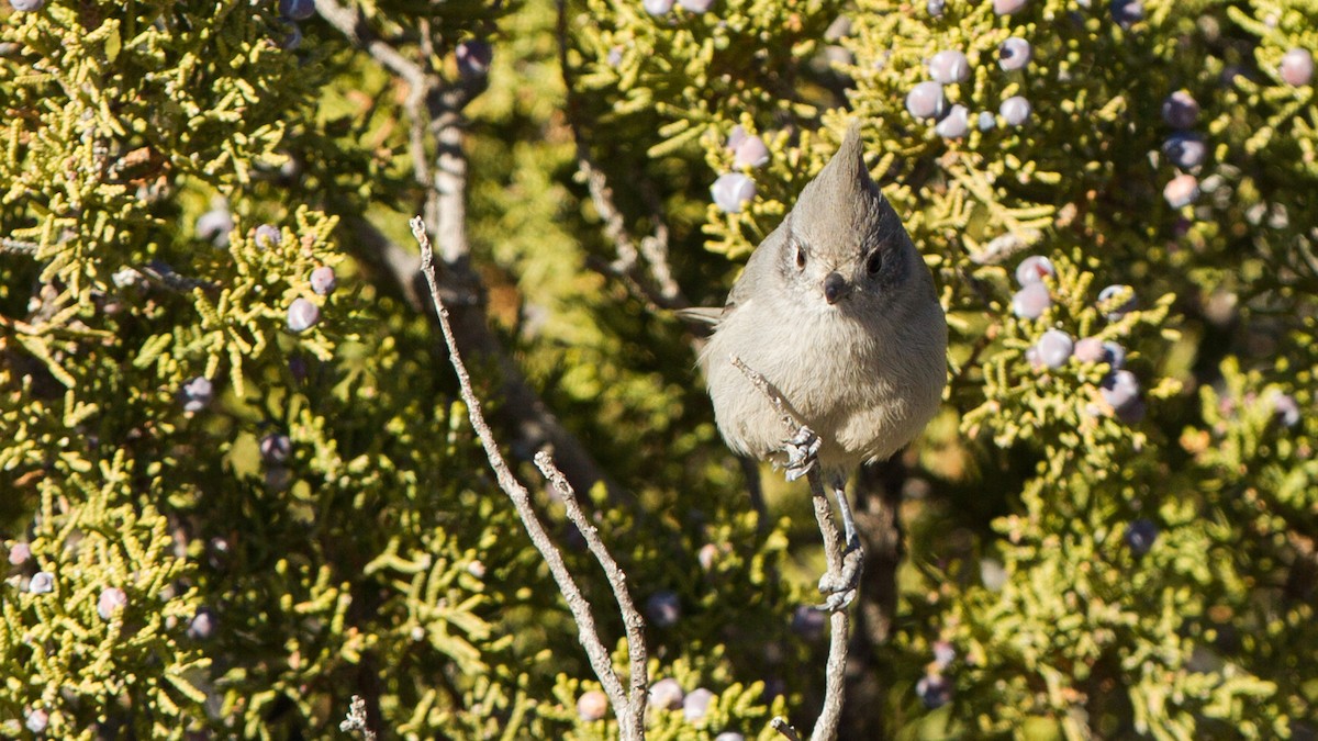 Juniper Titmouse - ML133632321