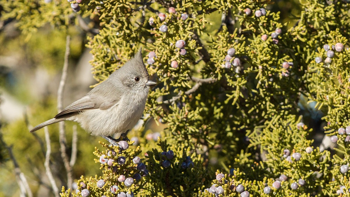 Juniper Titmouse - ML133632381