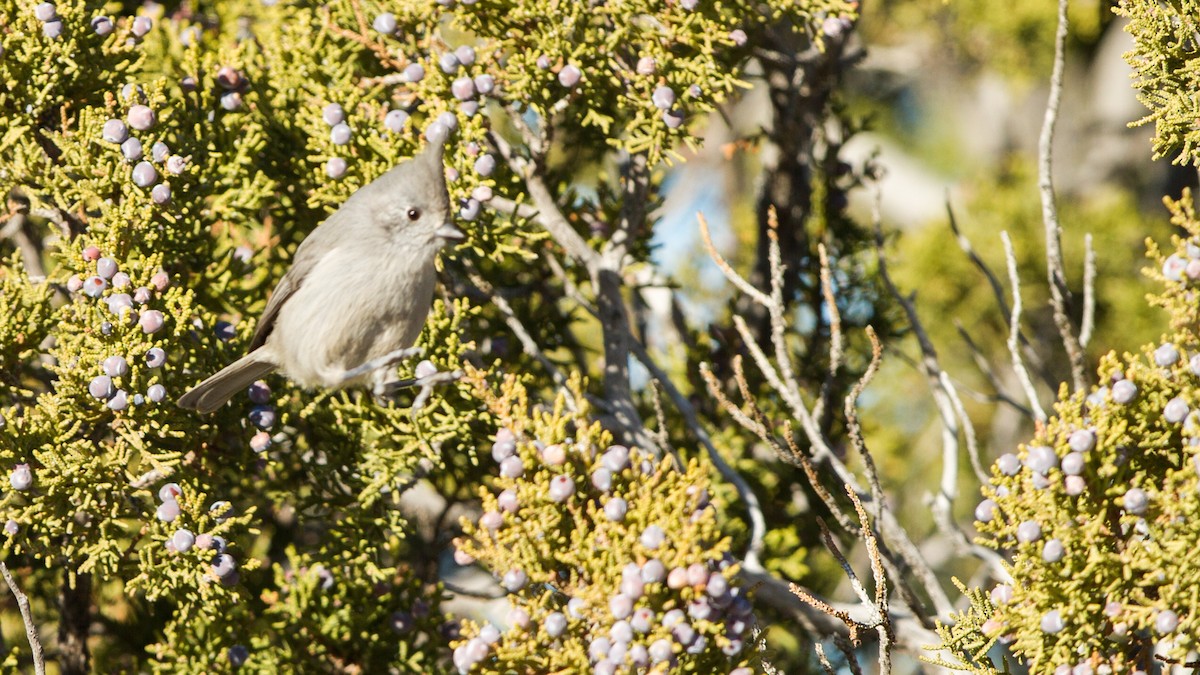 Juniper Titmouse - ML133632401