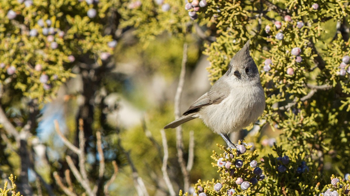 Juniper Titmouse - ML133632451