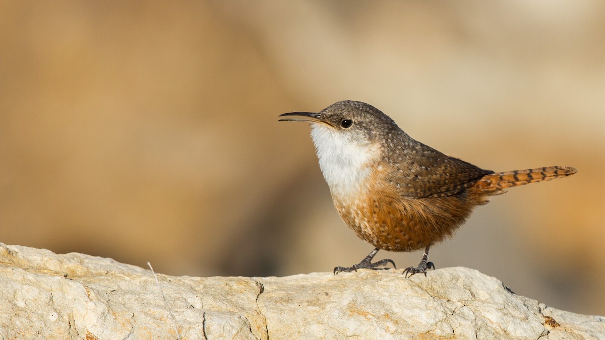 Canyon Wren - ML133632531