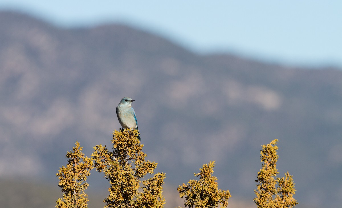 Mountain Bluebird - Fyn Kynd