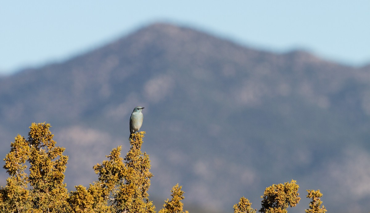 Mountain Bluebird - Fyn Kynd