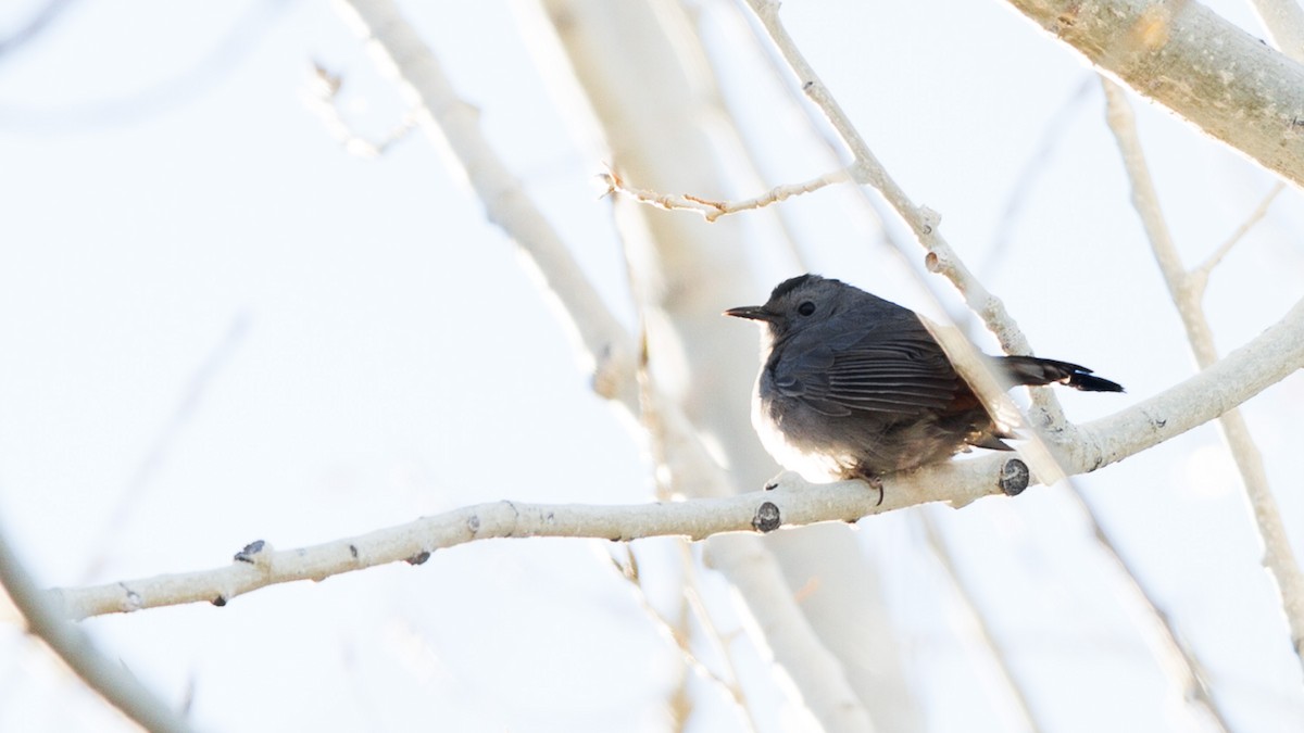 Gray Catbird - ML133632711