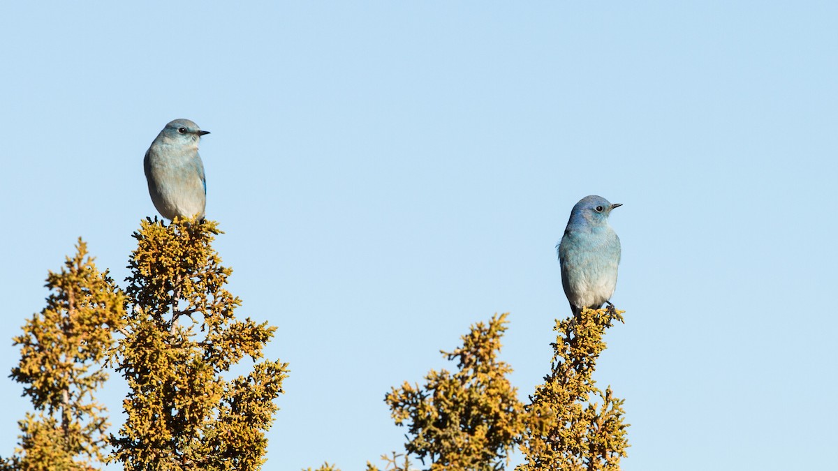 Mountain Bluebird - ML133632761