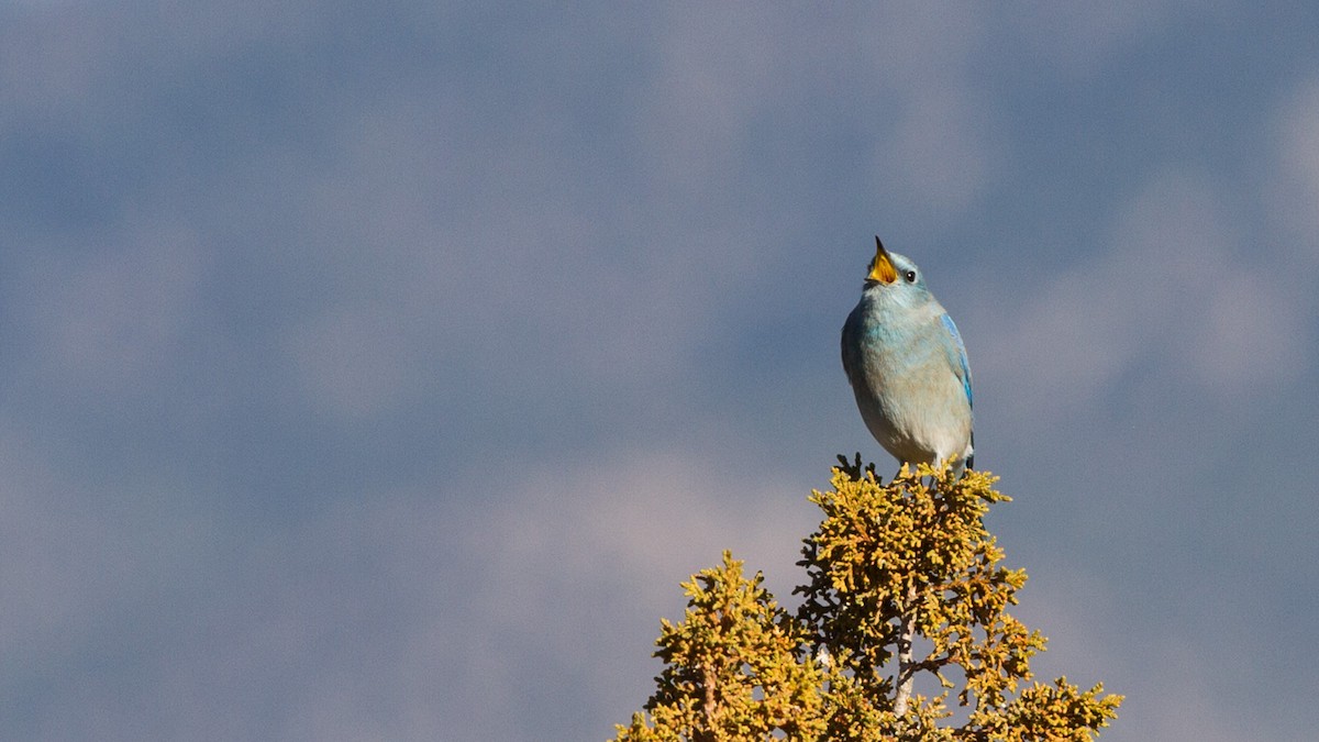 Mountain Bluebird - ML133632771