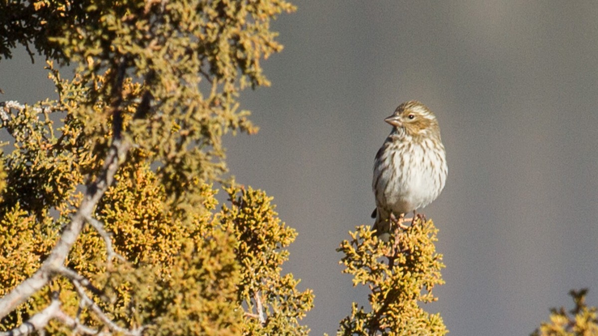 Cassin's Finch - ML133632781