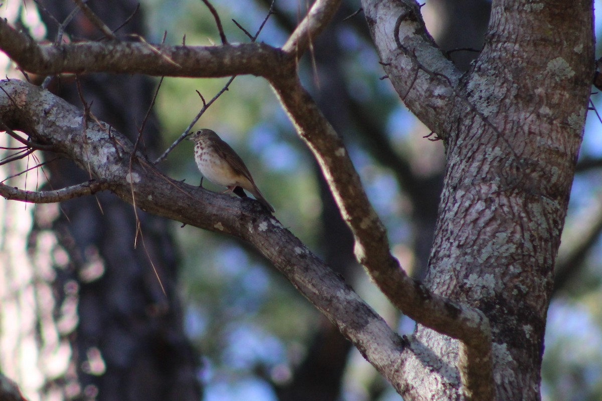 Hermit Thrush - ML133633551