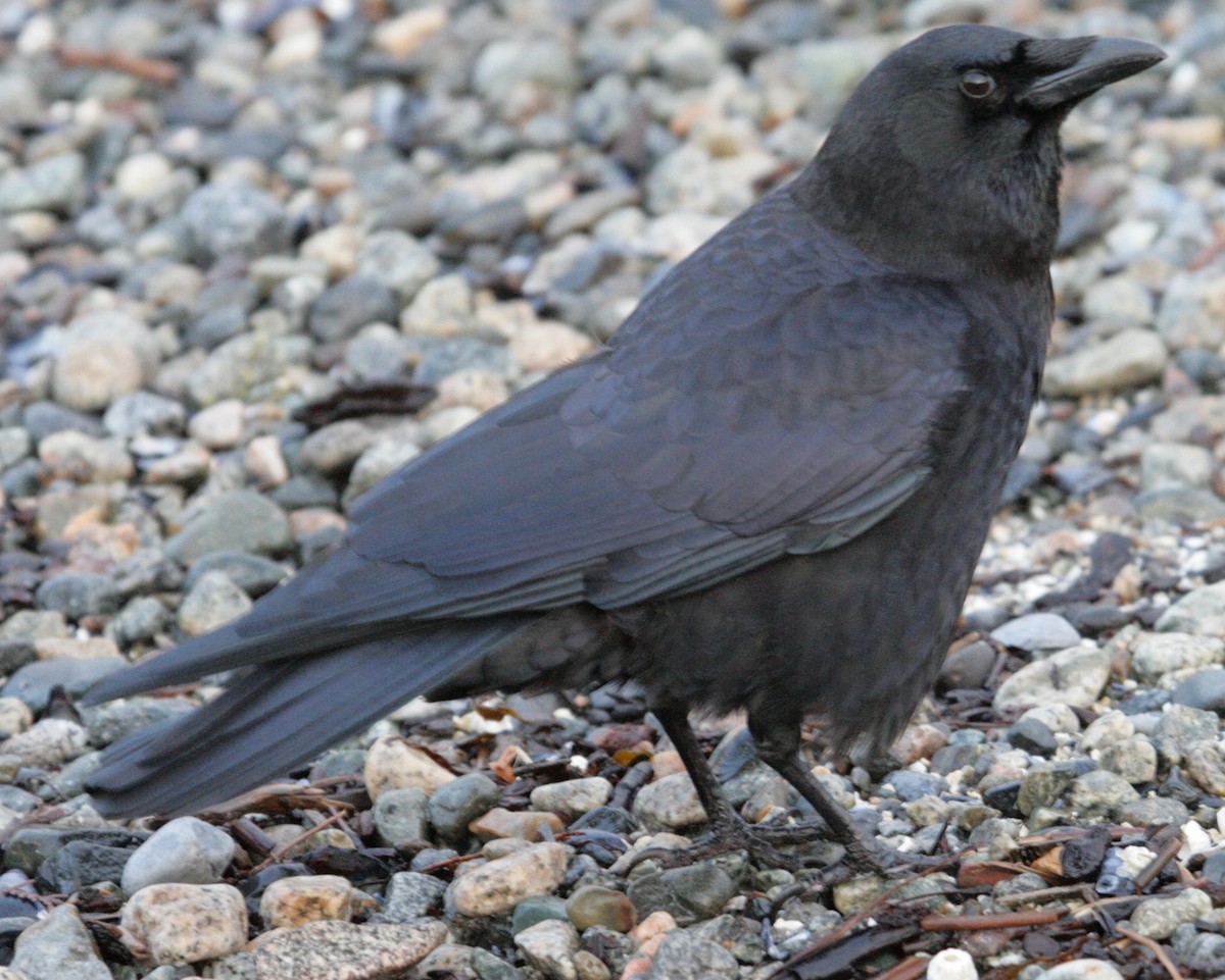 American Crow - Rob Lyske