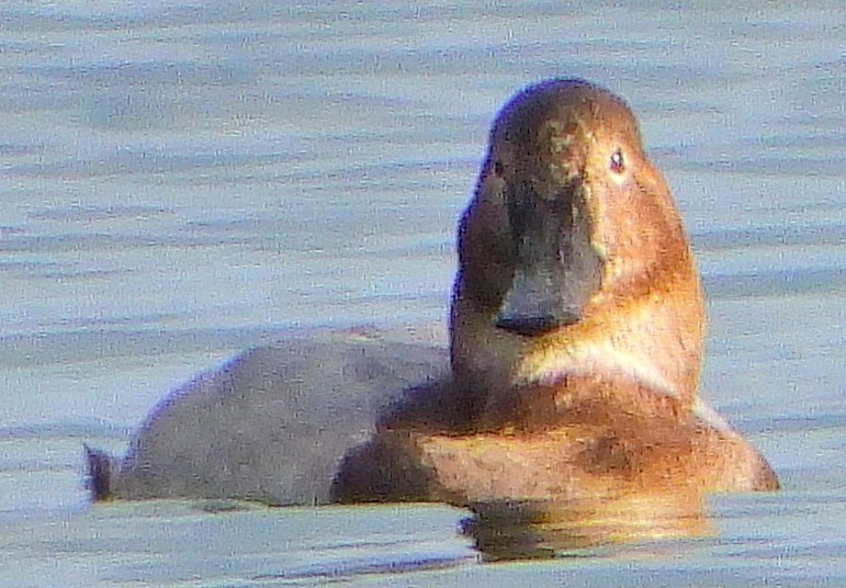 Canvasback - ML133636681