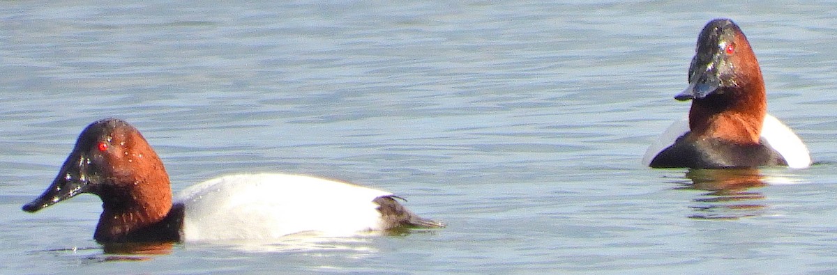 Canvasback - ML133636771