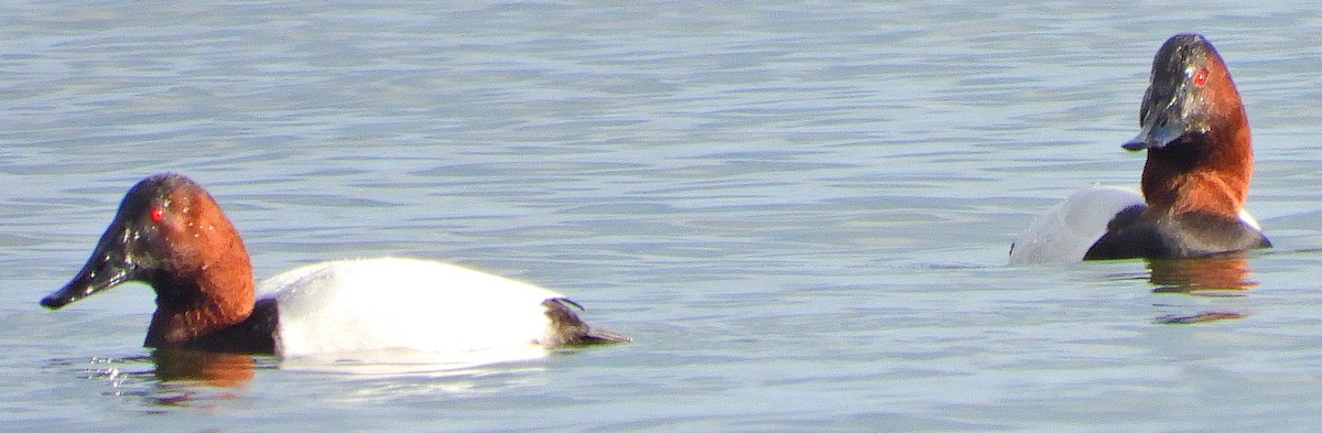 Canvasback - ML133636781