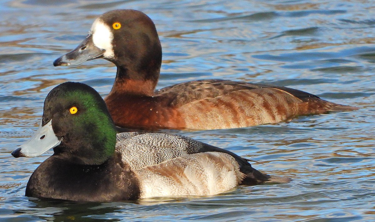 Greater Scaup - Joe Minor