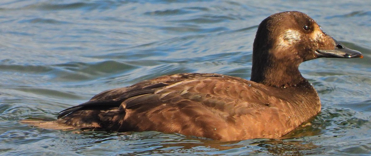 White-winged Scoter - Joe Minor