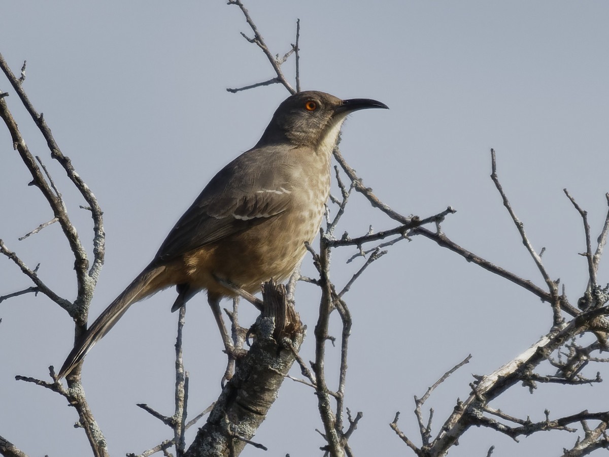 Curve-billed Thrasher - Dina Perry