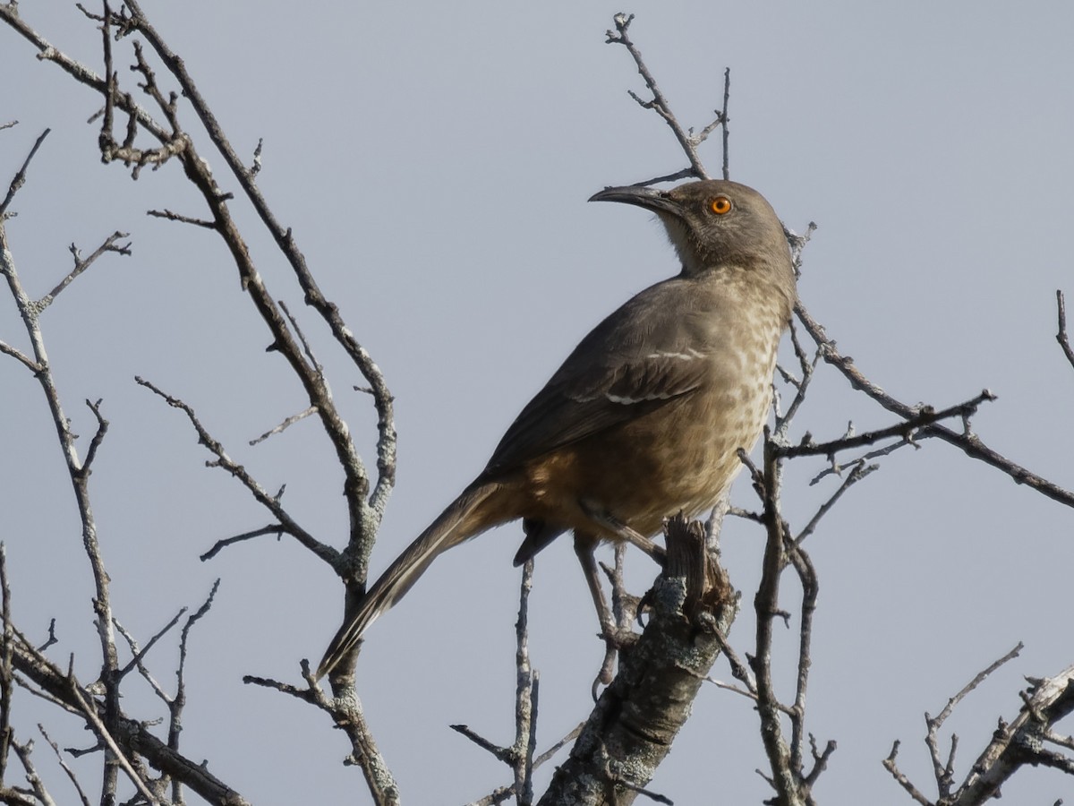 Curve-billed Thrasher - Dina Perry