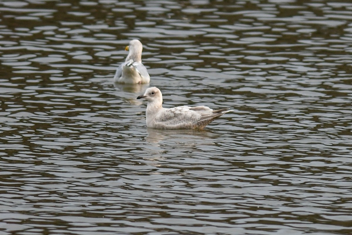 Iceland Gull - Mike Charest