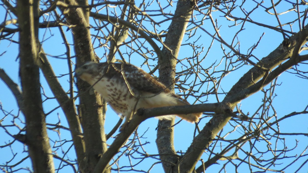 Red-tailed Hawk - ML133639761