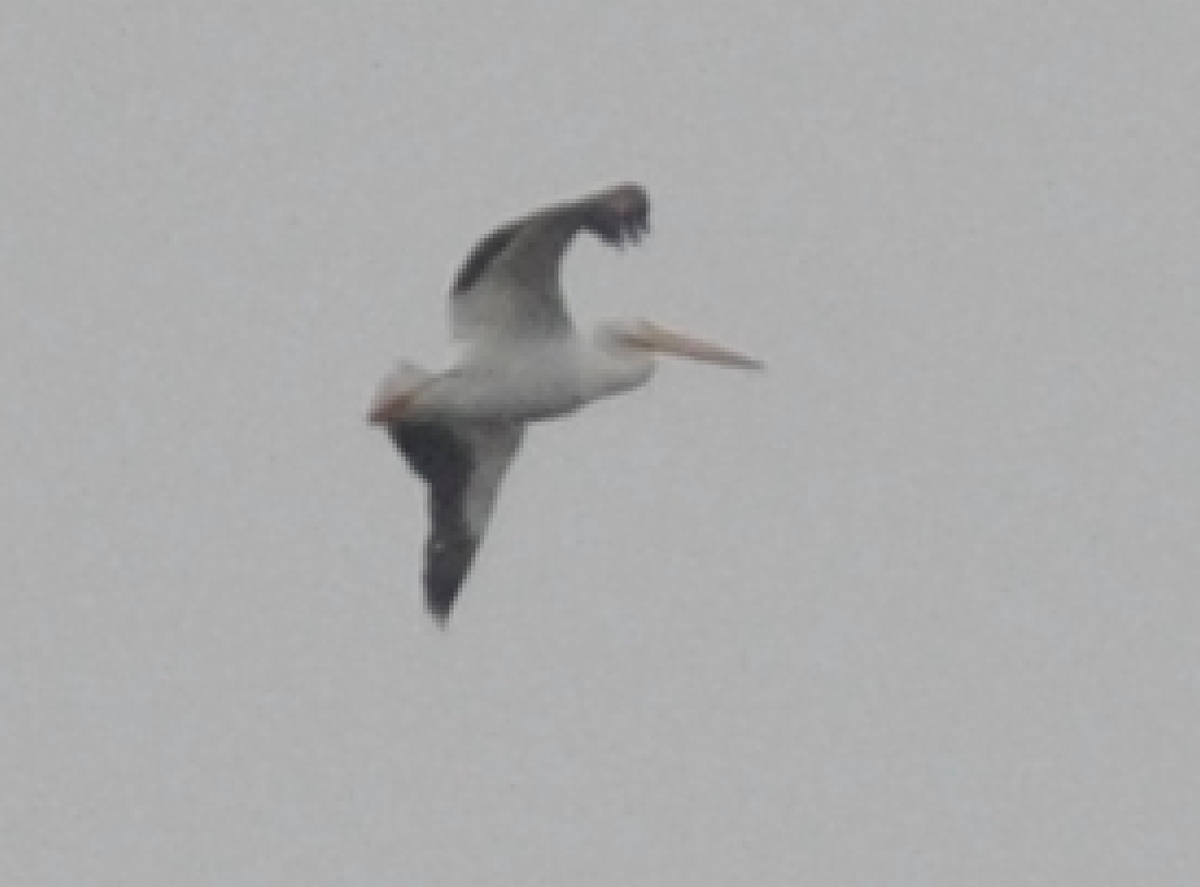 pelikán severoamerický - ML133641301
