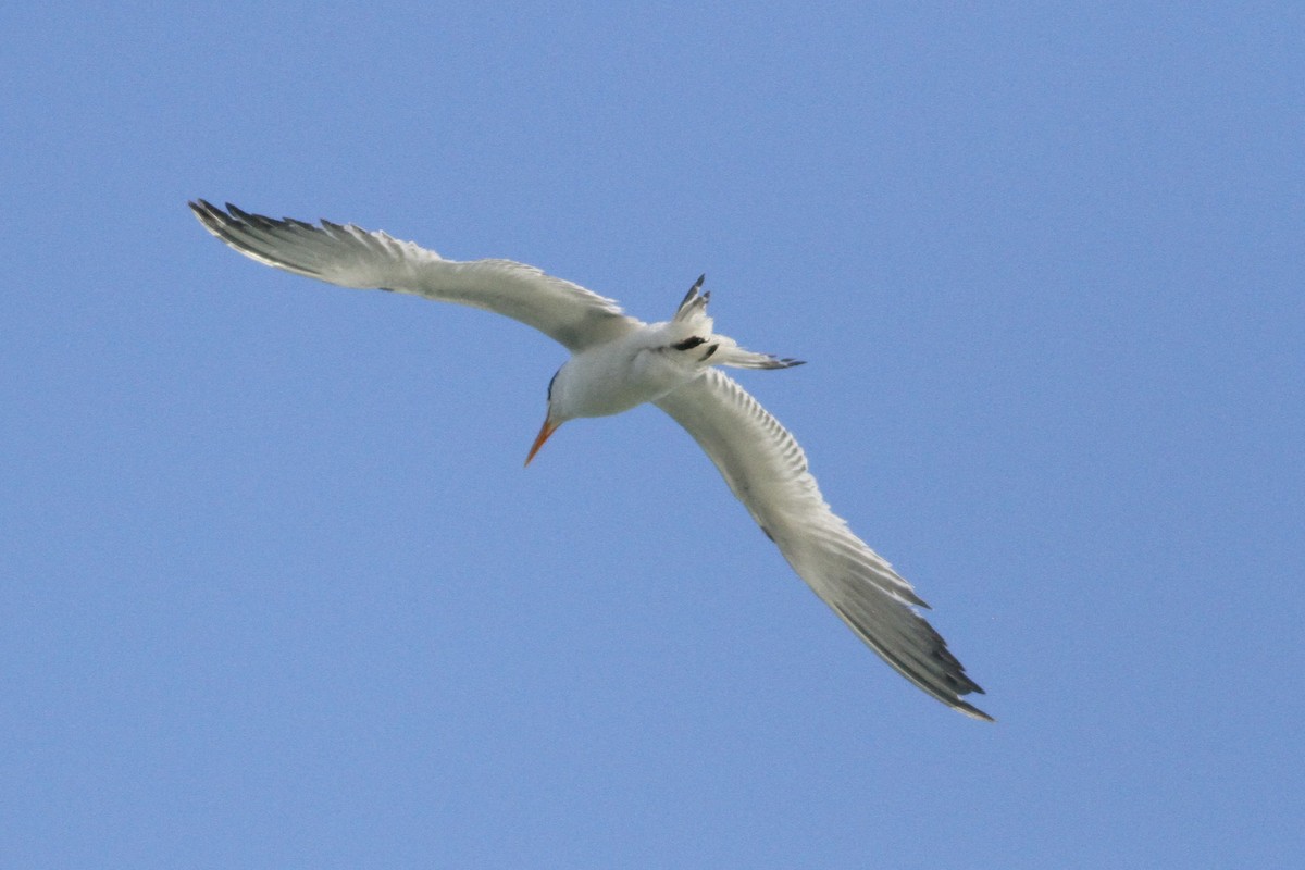 Royal Tern - ML133641771