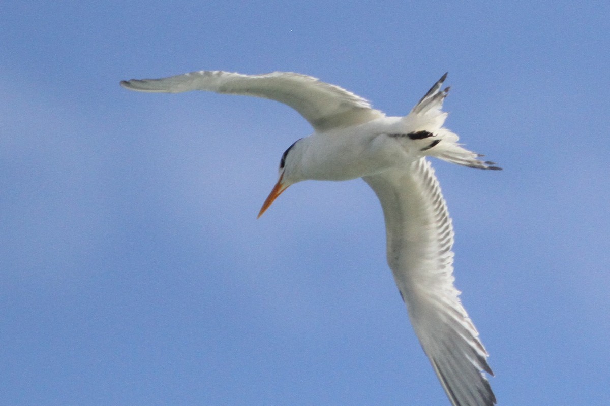 Royal Tern - ML133641791