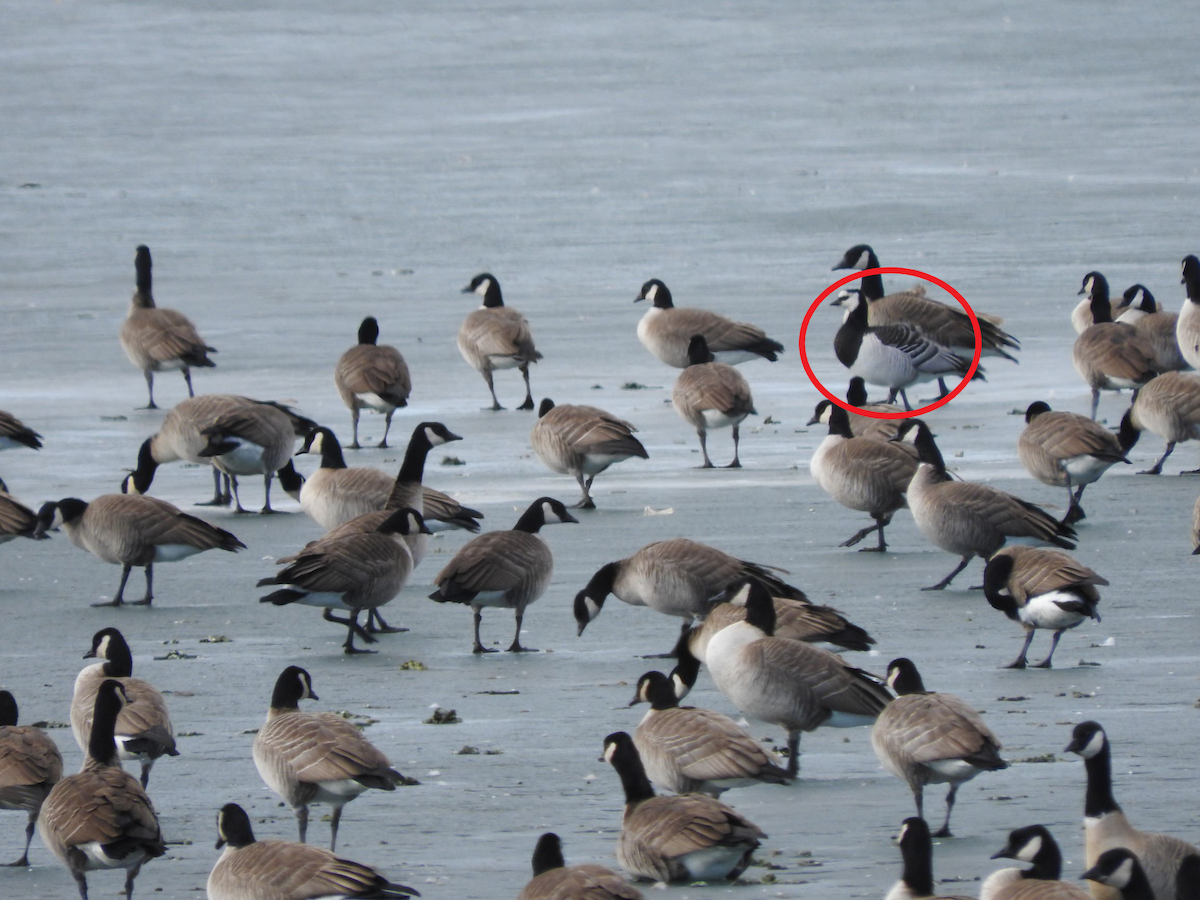 Barnacle Goose - ML133643041