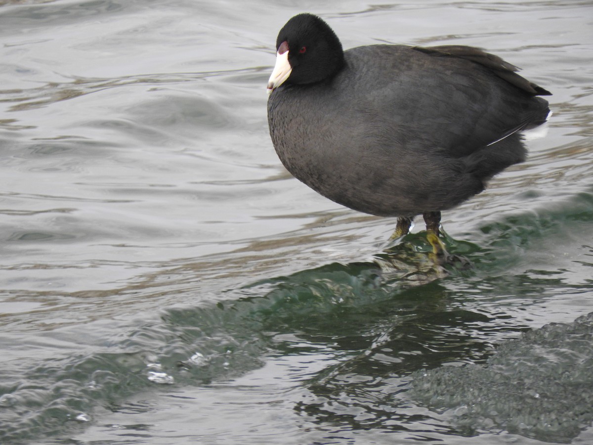 American Coot - ML133643221