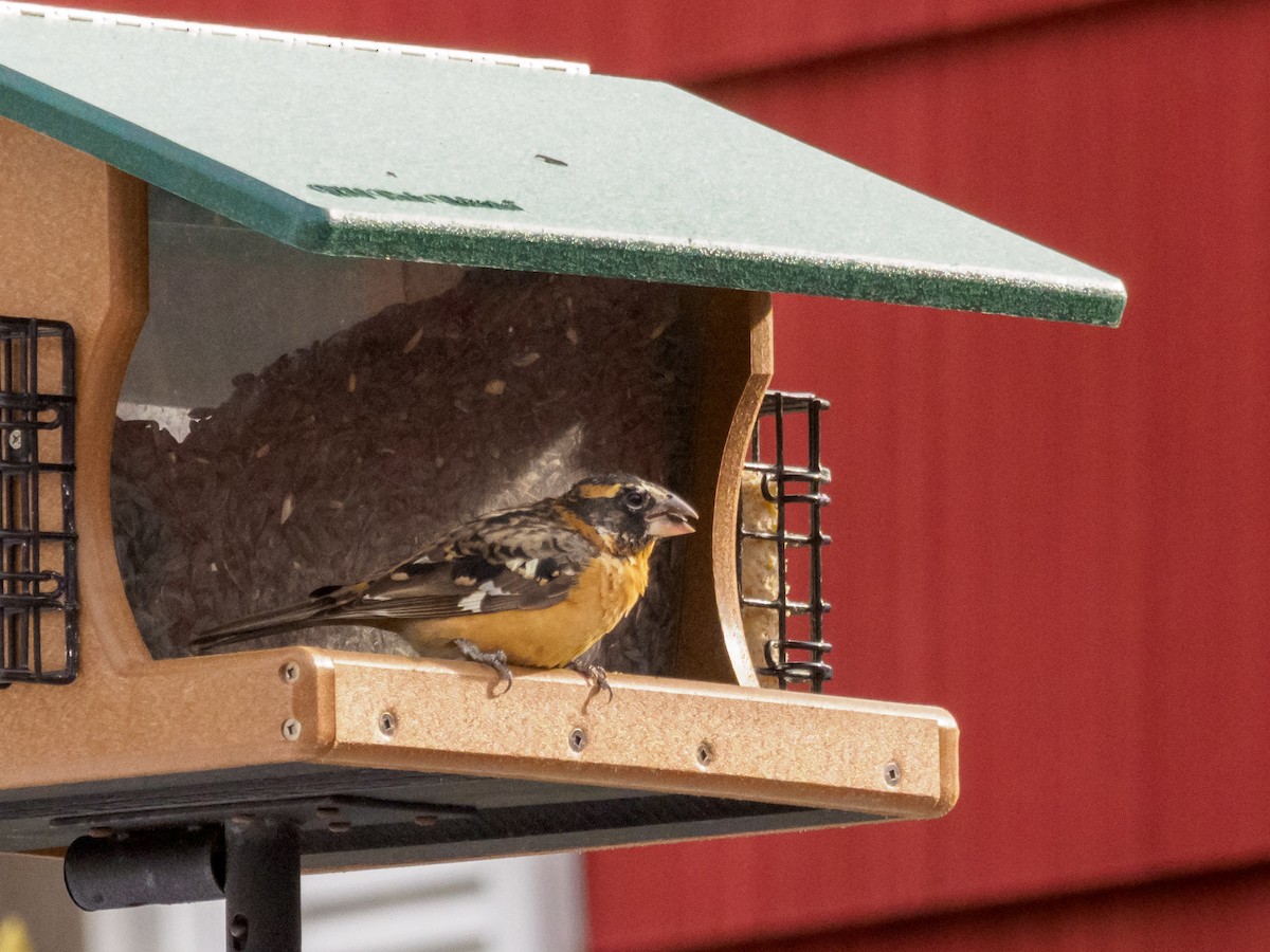 Black-headed Grosbeak - ML133643861