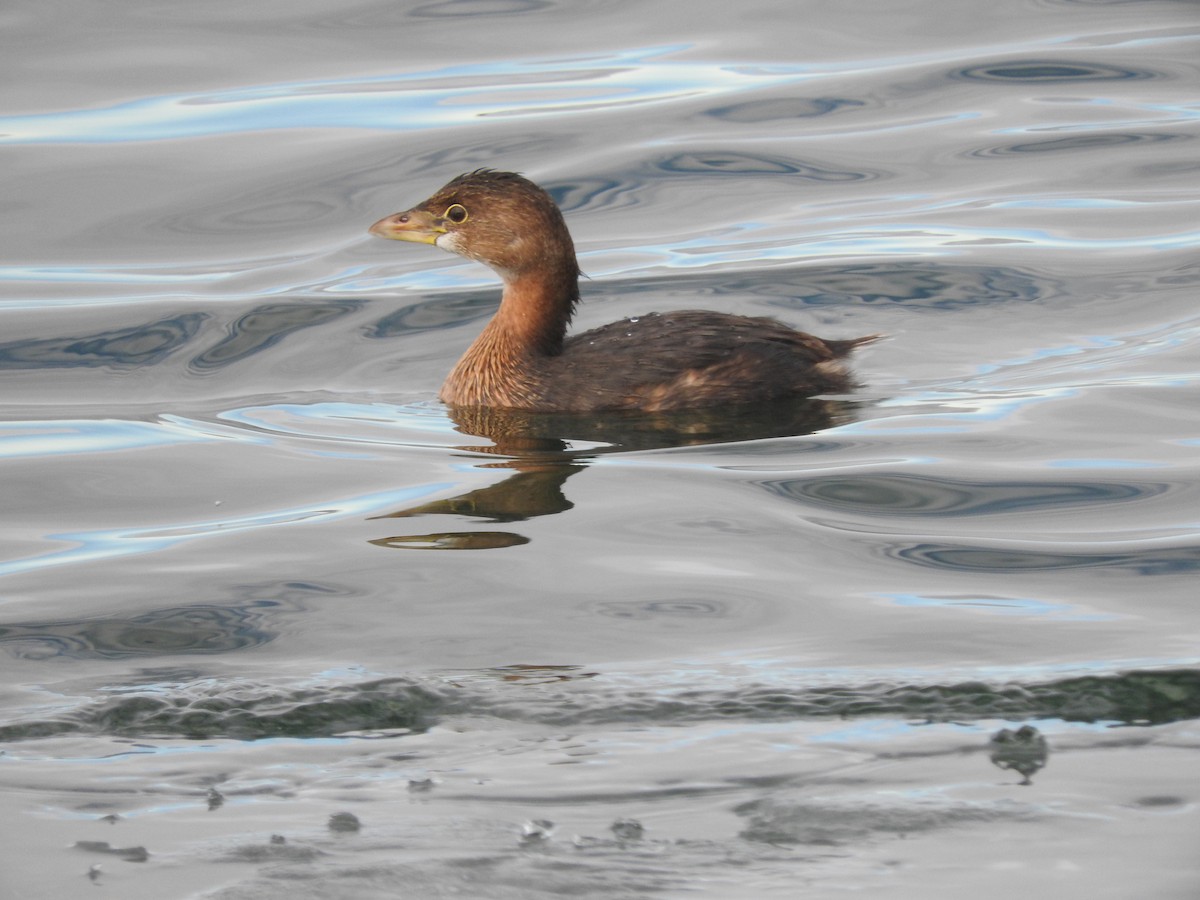 Pied-billed Grebe - ML133643901