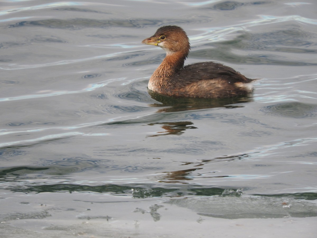 Pied-billed Grebe - ML133644121