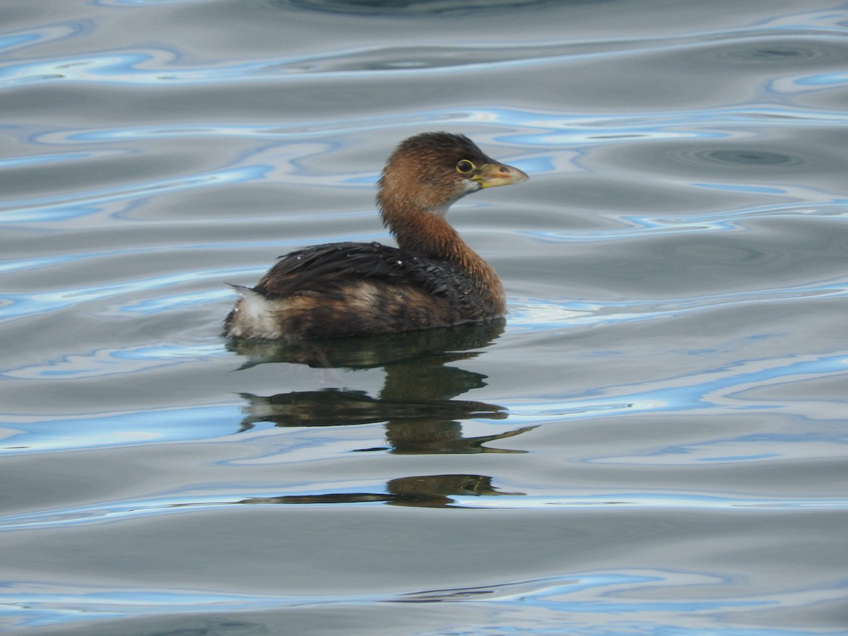 Pied-billed Grebe - ML133644261