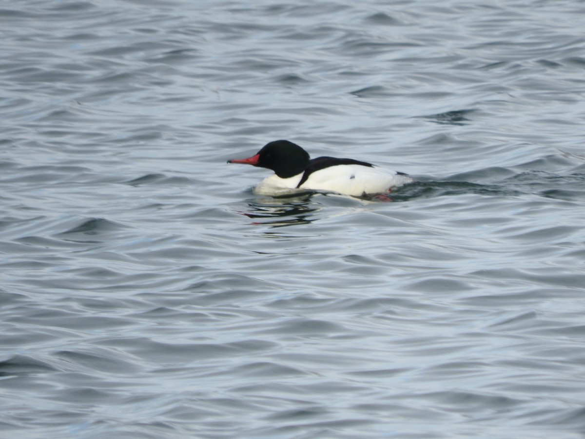 Common Merganser - ML133644291