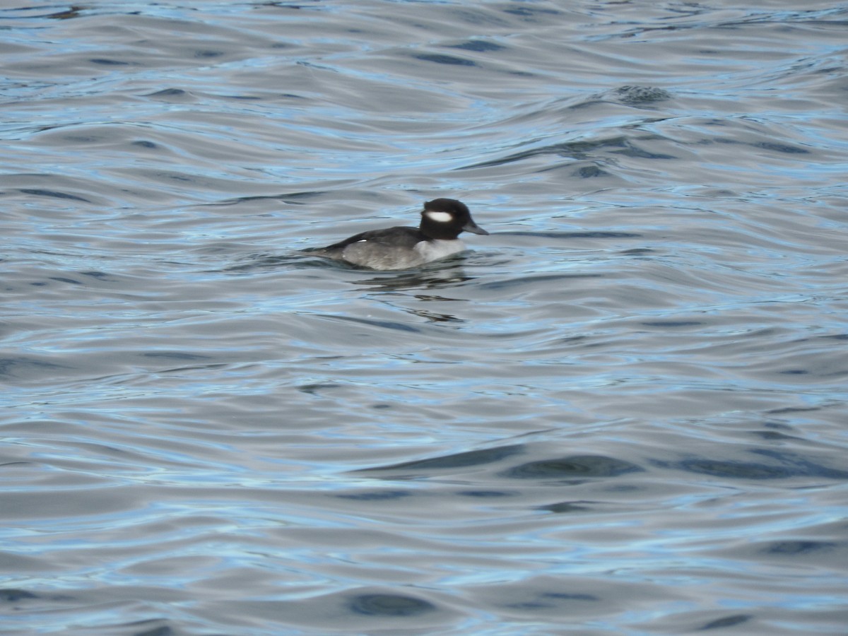 Bufflehead - ML133644321