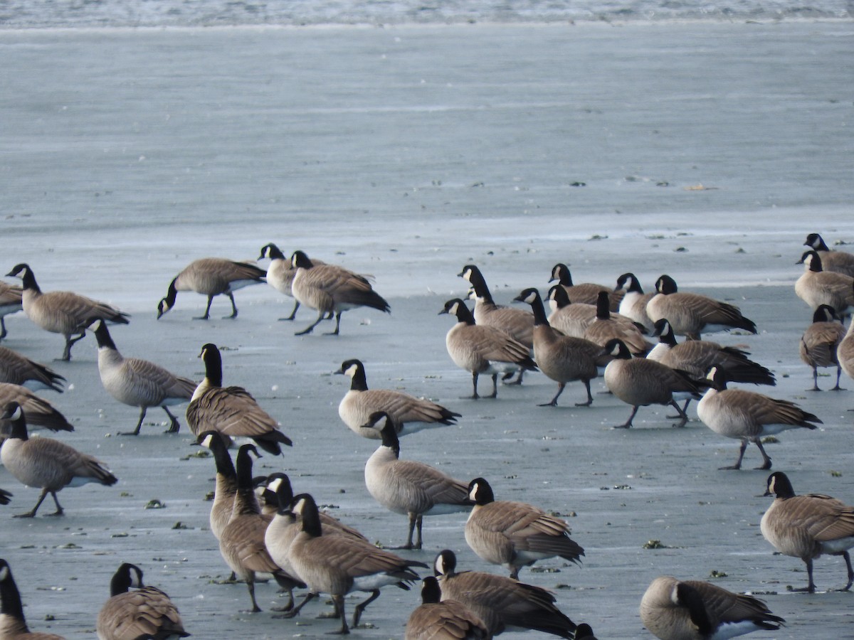 Canada Goose - ML133644531