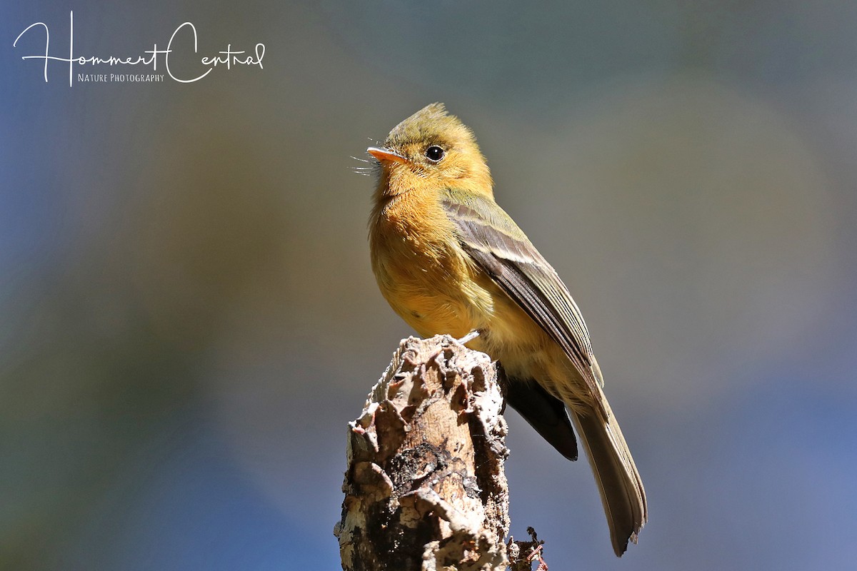 Tufted Flycatcher - ML133647461