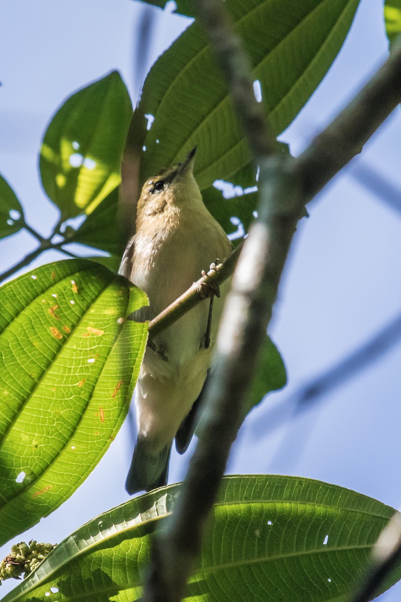 Tennessee Warbler - ML133647591