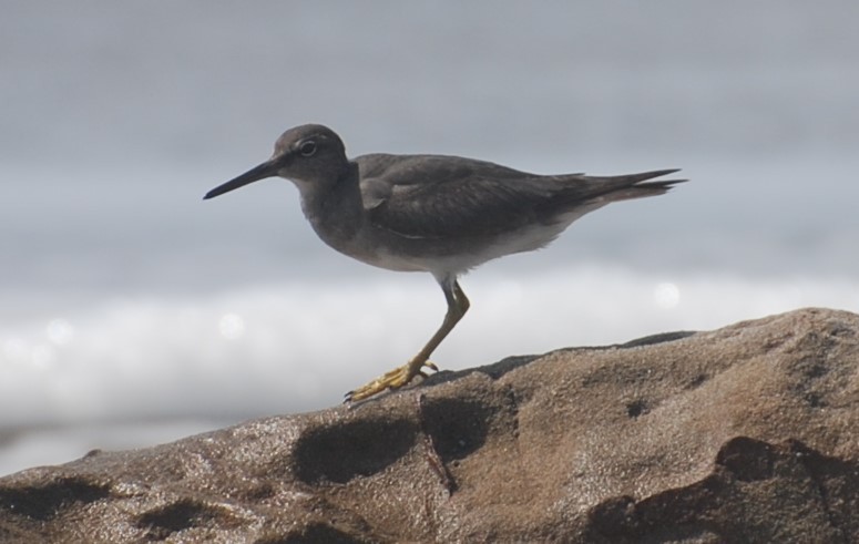 Wandering Tattler - Magnus Åberg