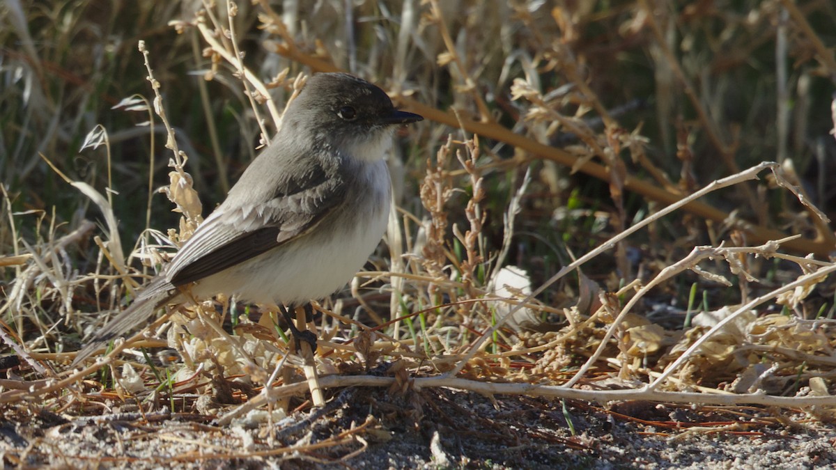 Eastern Phoebe - ML133648271