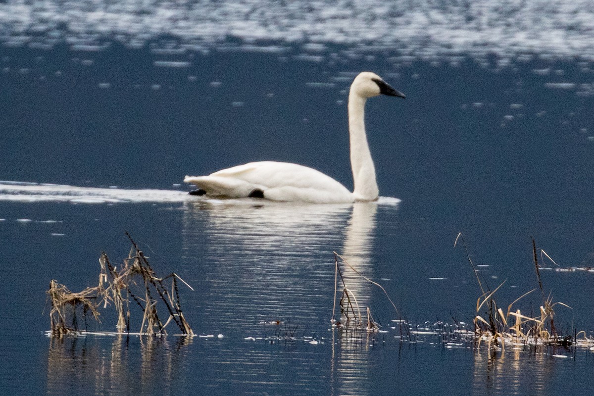 Trumpeter Swan - ML133649181