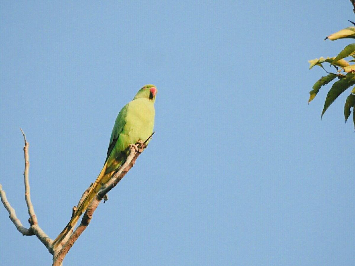 Rose-ringed Parakeet - ML133649361