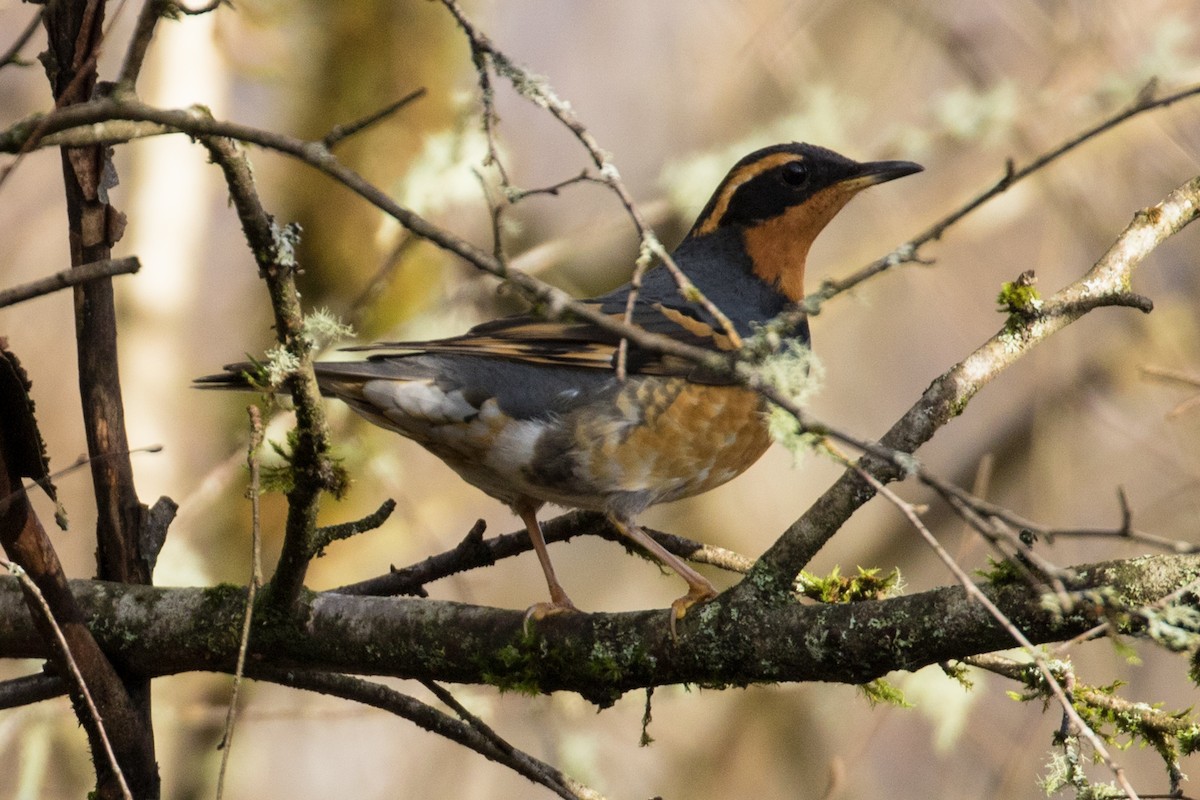 Varied Thrush - ML133649781