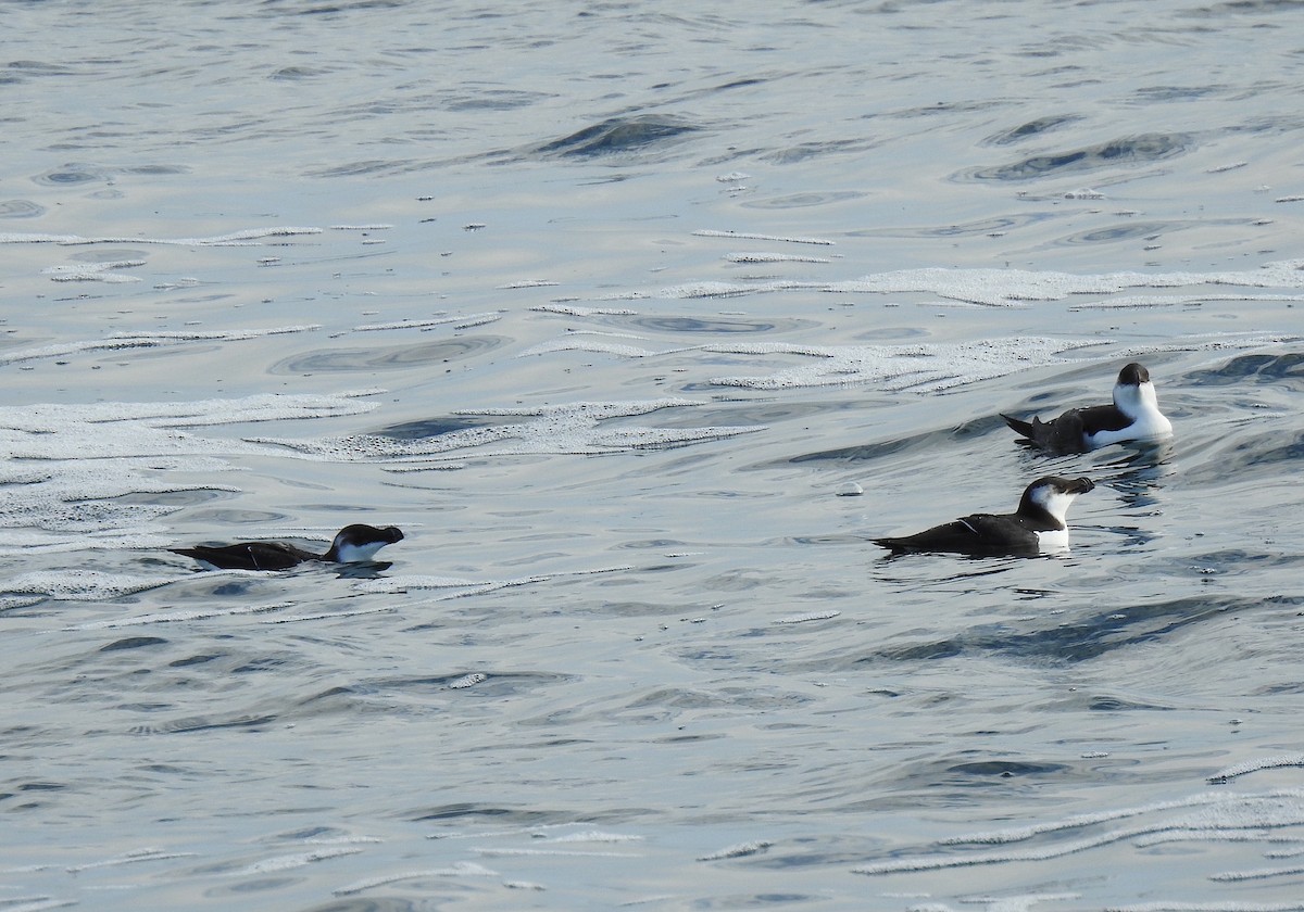 Razorbill - ML133650521