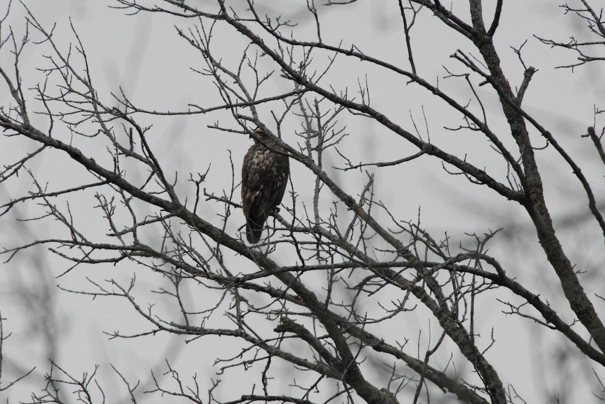 Red-tailed Hawk - ML133652211