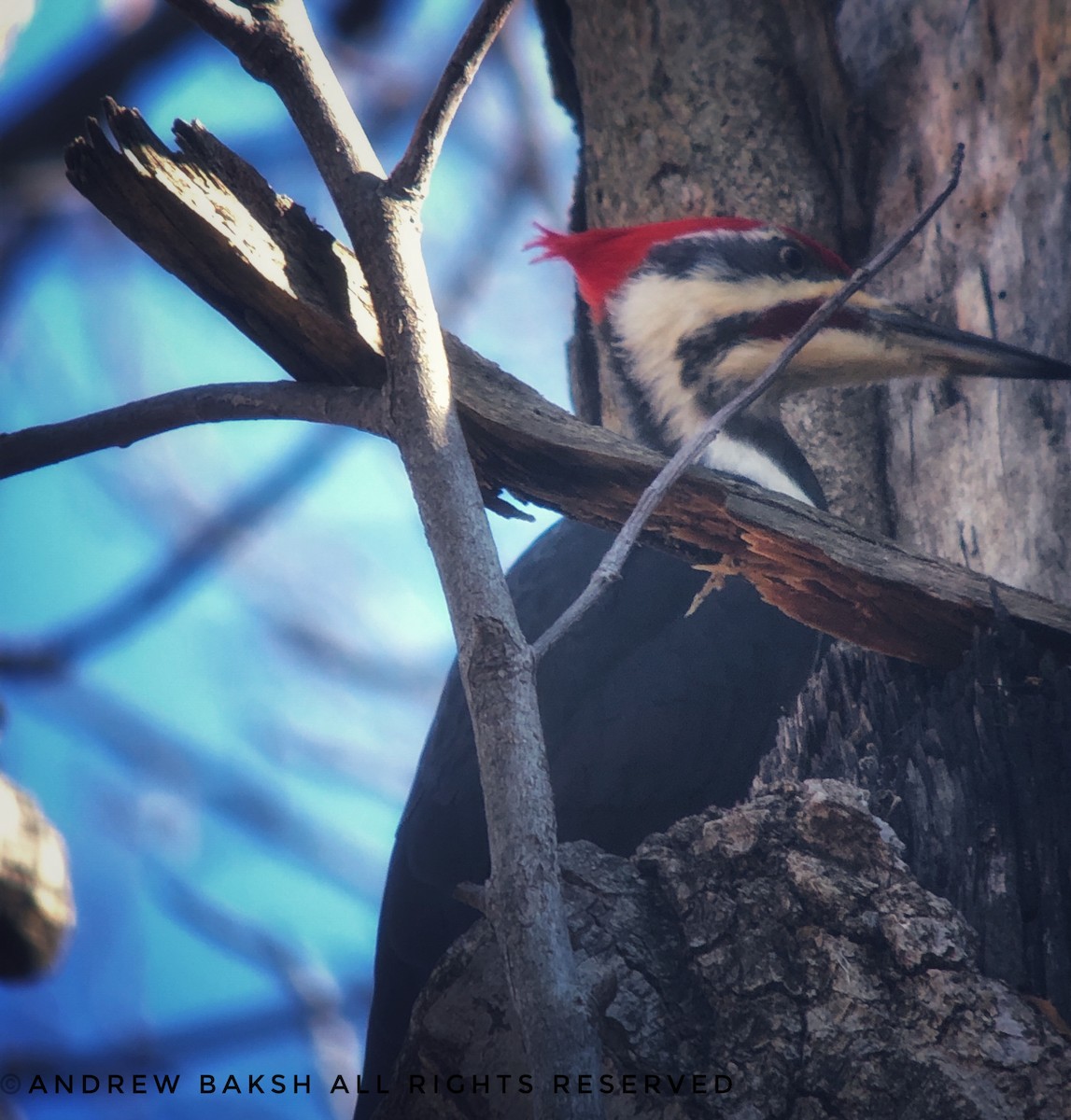 Pileated Woodpecker - ML133652781